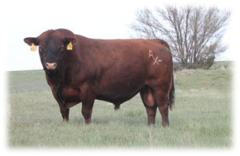 Red Angus Cattle in Colorado