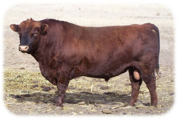 Red Angus Cattle in Colorado